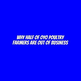 Why half of Oyo poultry farmers are out of business