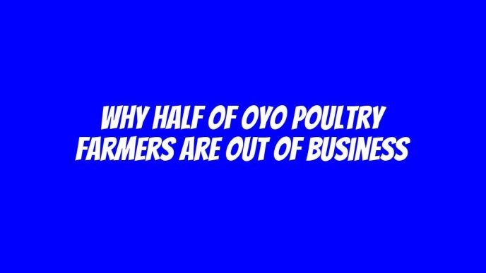 Why half of Oyo poultry farmers are out of business